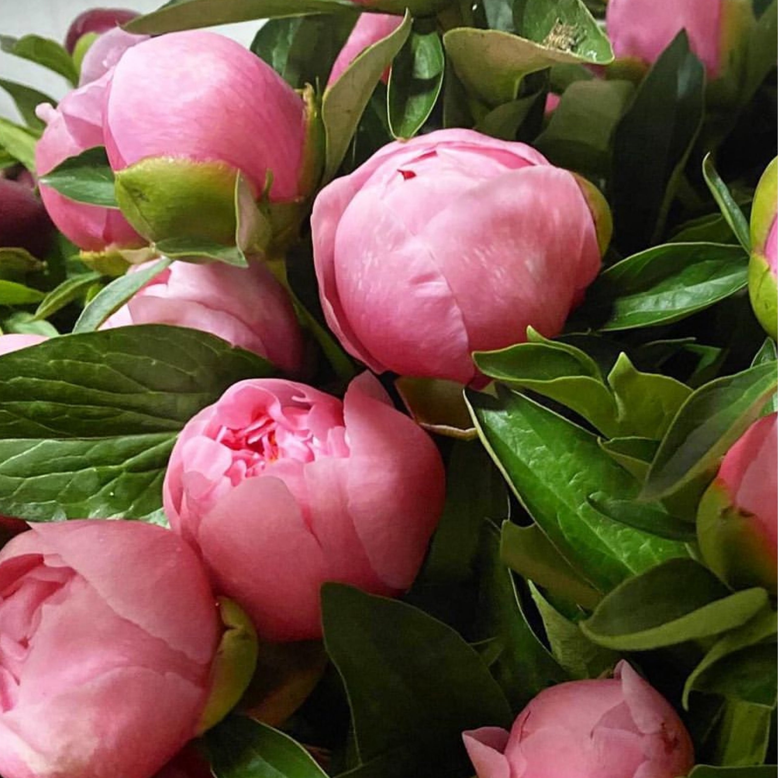 Peony Market Bunch Botanique New England peony-market-bunch-botanique-new-england